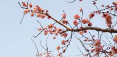 “北方梅花”竞相绽放