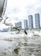 2000万尾鱼放流湘江 [潇湘晨报]