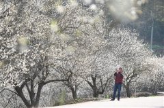 福建永泰：青梅花开[西宁晚报]