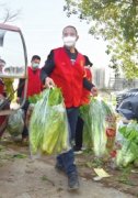 <strong>莴笋滞销，志愿者帮忙采摘售卖[潇湘晨报]</strong>