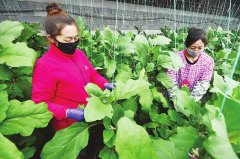 产业带动 政策兜底[吉林日报]