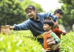 走进茶园体验一把慢生活[潇湘晨报